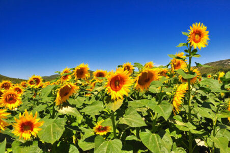 Growing Sunflowers: From History to Cultivation Image